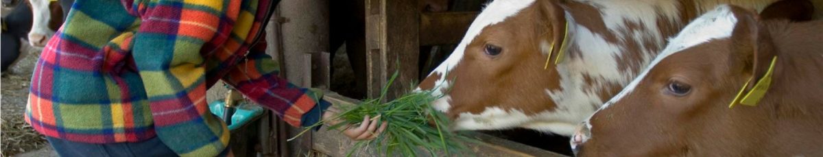 7 Ways for Kids to Safely Handle Animals on the Farm