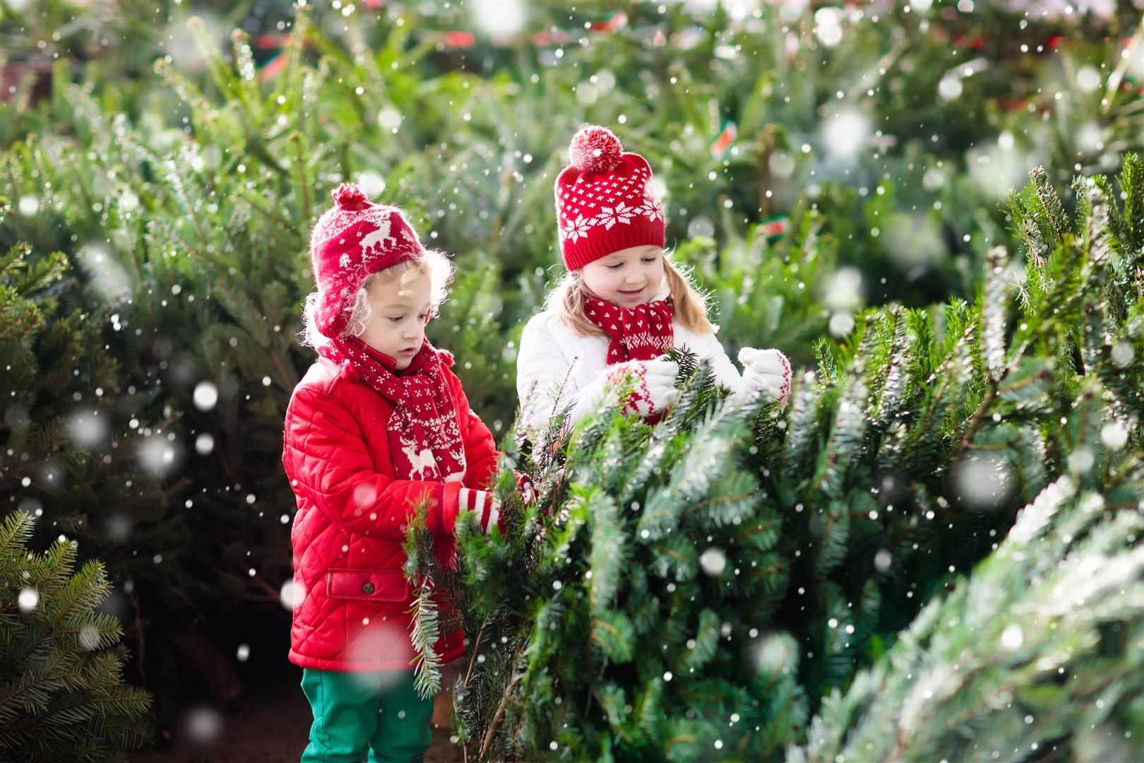 choosing-a-christmas-tree-real-or-fake-mile-high-tree-farm